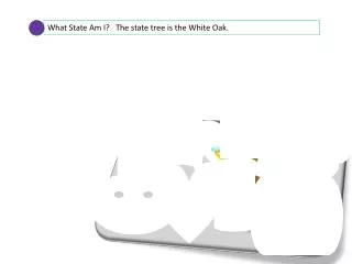 What State Am I? The state tree is the White Oak.