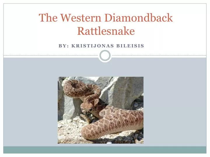 the western diamondback rattlesnake