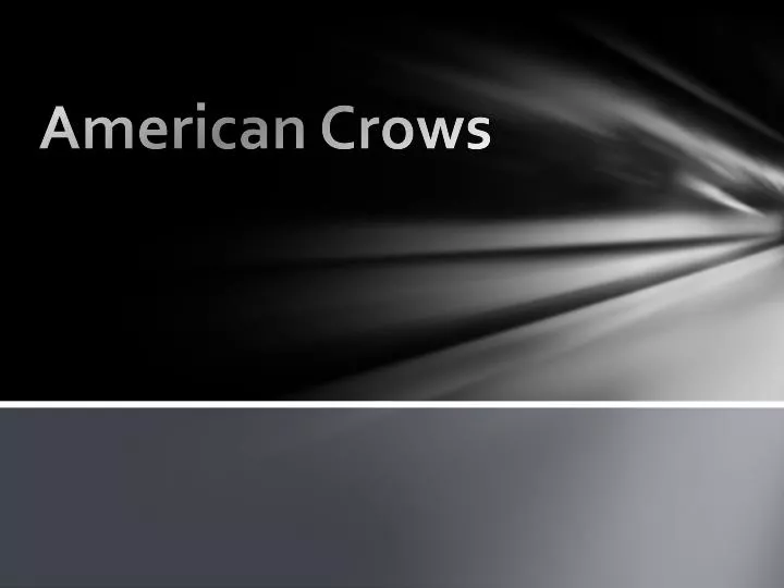 american crows