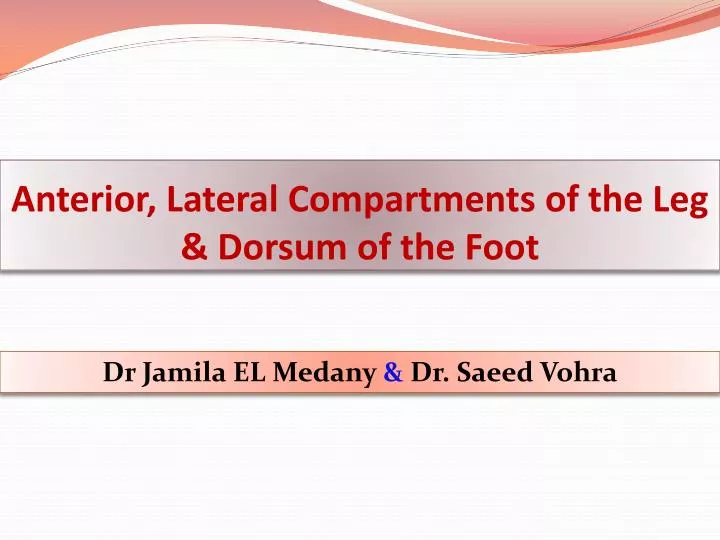 anterior lateral compartments of the leg dorsum of the foot