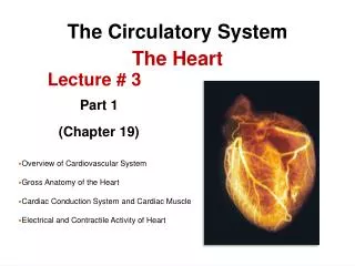 The Circulatory System