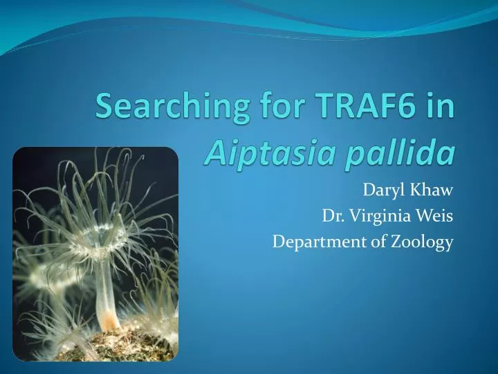 searching for traf6 in aiptasia pallida