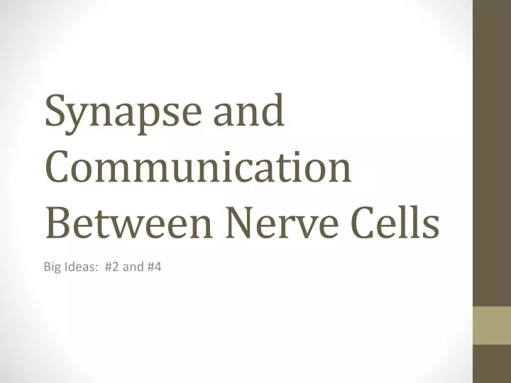 synapse and communication between nerve cells