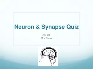 Neuron &amp; Synapse Quiz