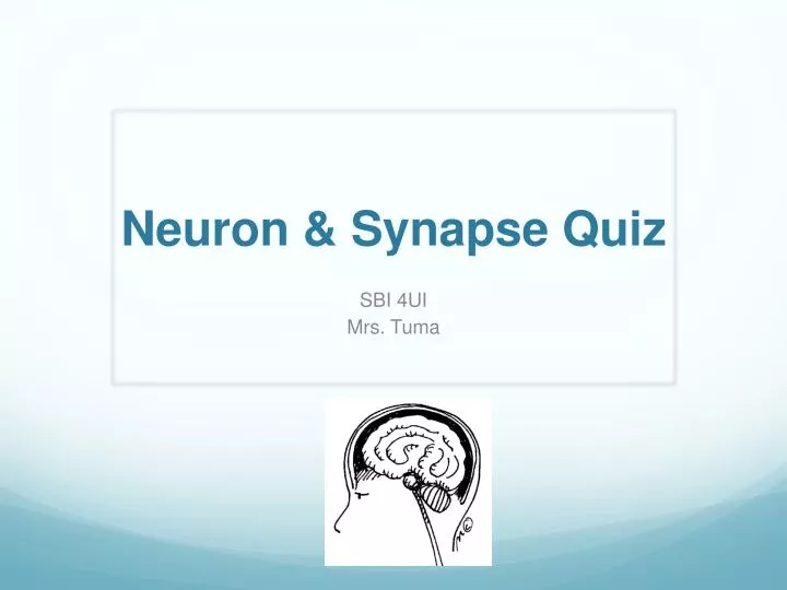 neuron synapse quiz