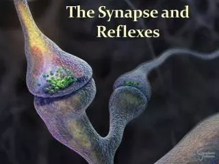The Synapse and Reflexes