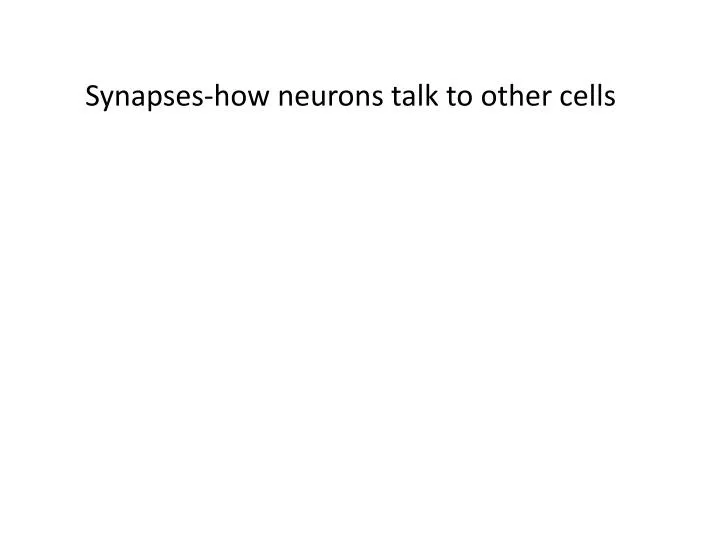 synapses