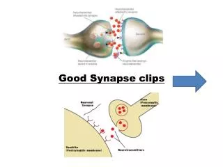 Good Synapse clips