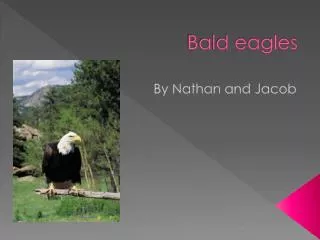 bald eagles