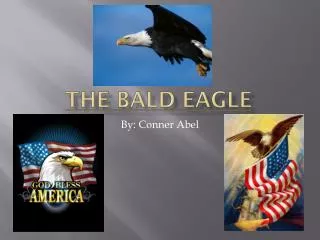 The Bald Eagle