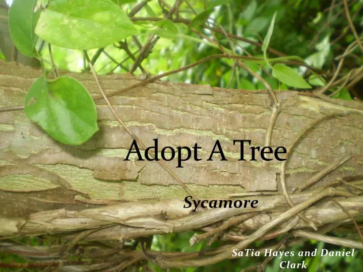 adopt a tree