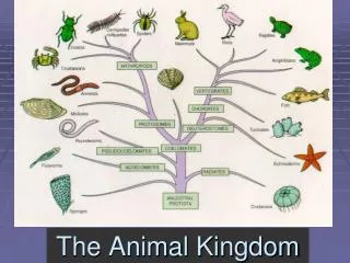 The Animal Kingdom