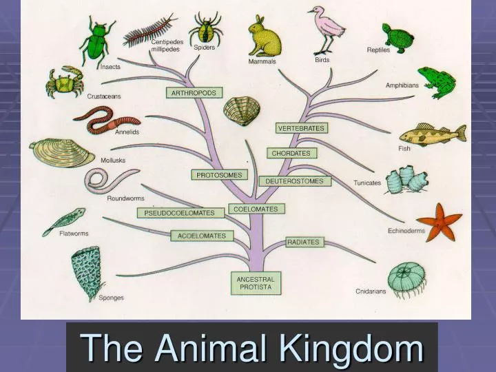 the animal kingdom