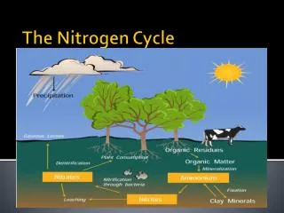 PPT - The Nitrogen Cycle PowerPoint Presentation, free download - ID ...