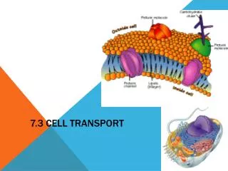 7.3 Cell Transport