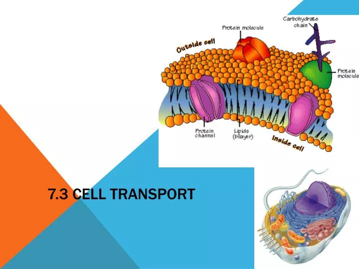 7 3 cell transport