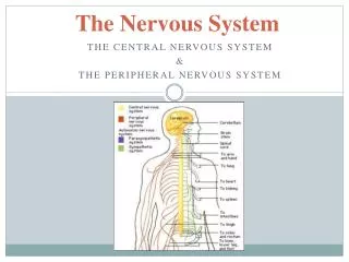 the nervous system