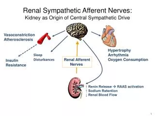 Renal Sympathetic Afferent Nerves: Kidney as Origin of Central Sympathetic Drive