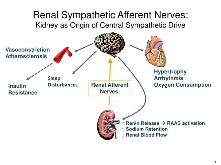renal sympathetic afferent nerves kidney as origin of central sympathetic drive