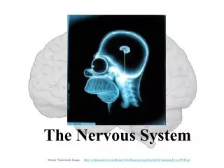 The Nervous System