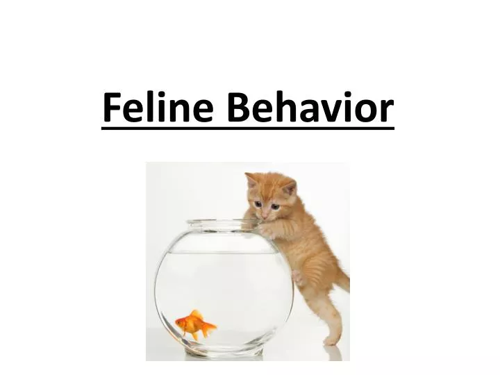feline behavior