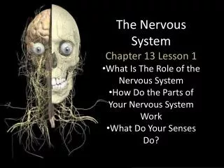 The Nervous System Chapter 13 Lesson 1 What Is The Role of the Nervous System