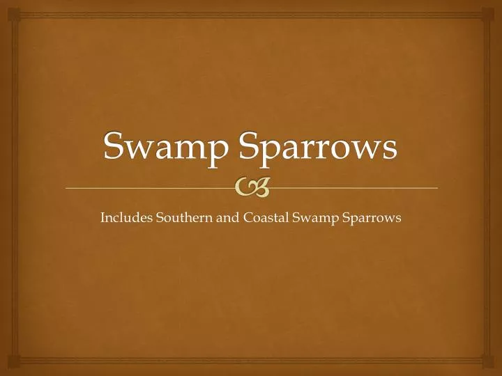 swamp sparrows