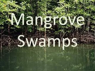 Mangrove Swamps