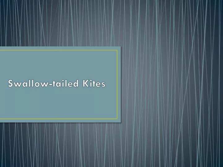swallow tailed kites