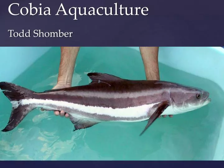 cobia aquaculture todd shomber