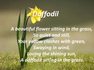 Daffodil