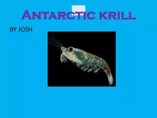 Antarctic krill