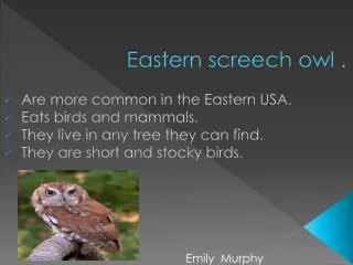 Eastern screech owl .