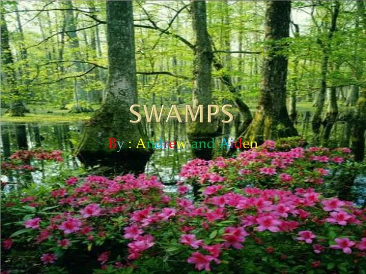 swamps
