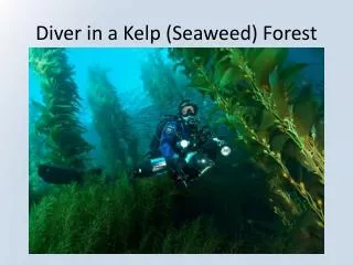 Diver in a Kelp (Seaweed) Forest