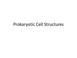 Prokaryotic Cell Structures