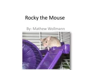 Rocky the Mouse