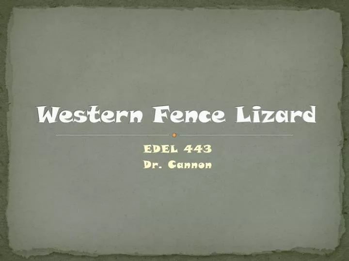 western fence lizard