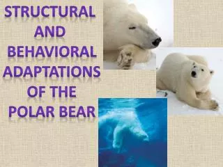 Structural and Behavioral Adaptations Of the Polar Bear