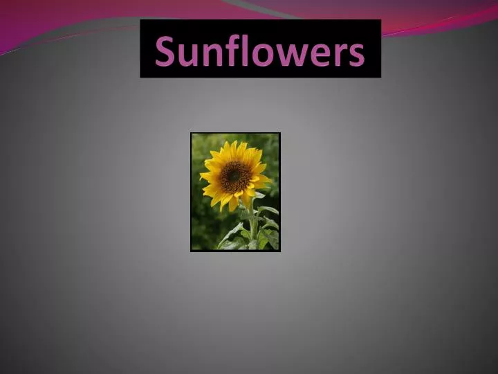 sunflowers