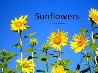 Sunflowers by Cathy Maurer