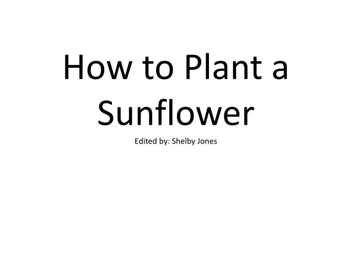 how to plant a sunflower