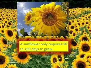 A sunflower only requires 90 to 100 days to grow.