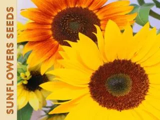 Sunflowers SEEDS