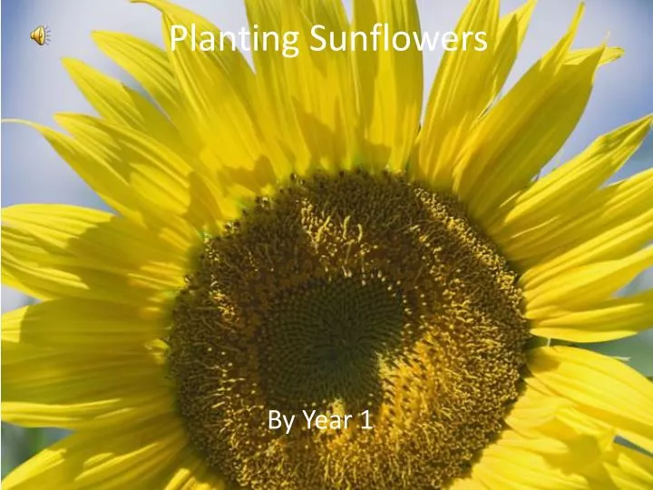 planting sunflowers