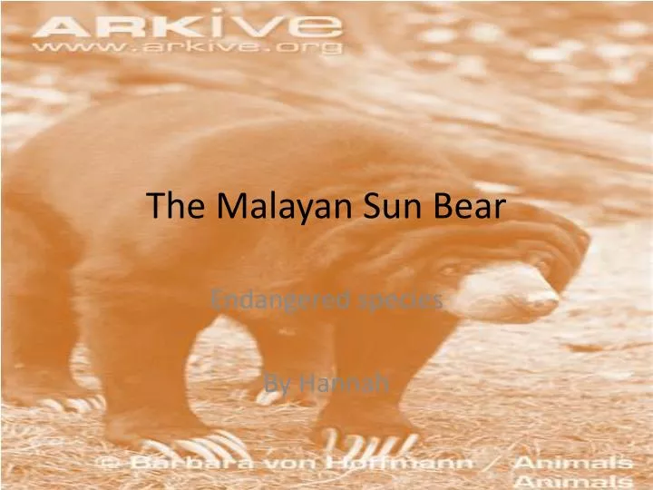 the malayan sun bear