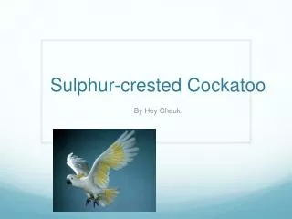 Sulphur - crested Cockatoo