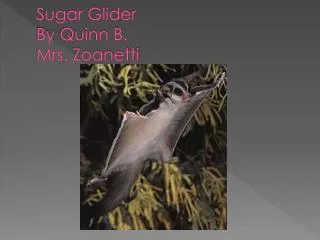 Sugar Glider By Quinn B. Mrs. Zoanetti