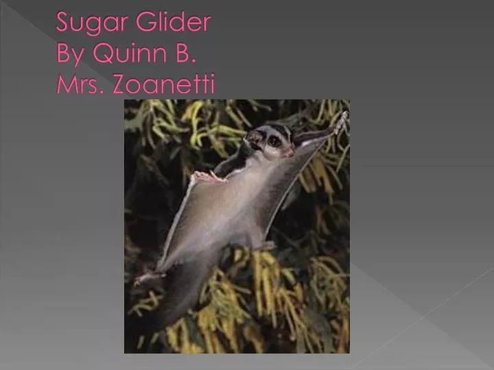 sugar glider by quinn b mrs zoanetti