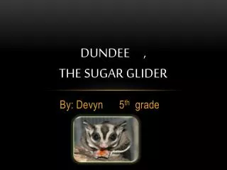 dundee the sugar glider